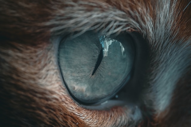 Discover the Advantages of TIDEWE’s Innovative See-Through Hunting Blind